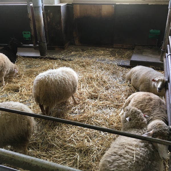 World Sheep Museum