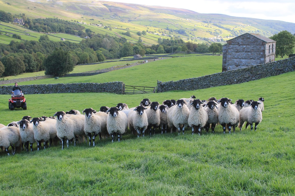 Jiudashengtai Sheep Farm