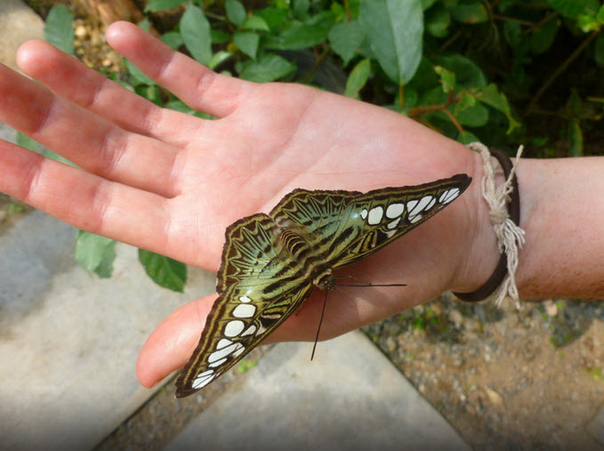 Siam Insect Zoo