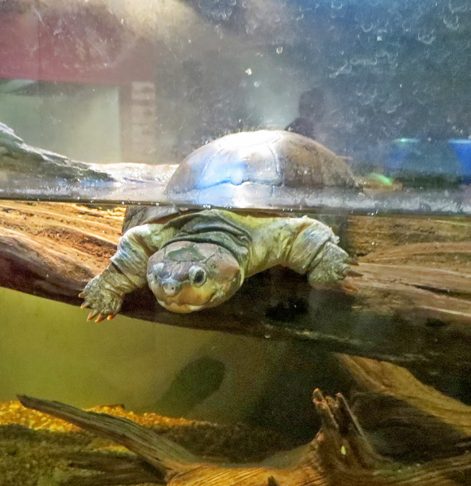 National Mississippi River Museum & Aquarium