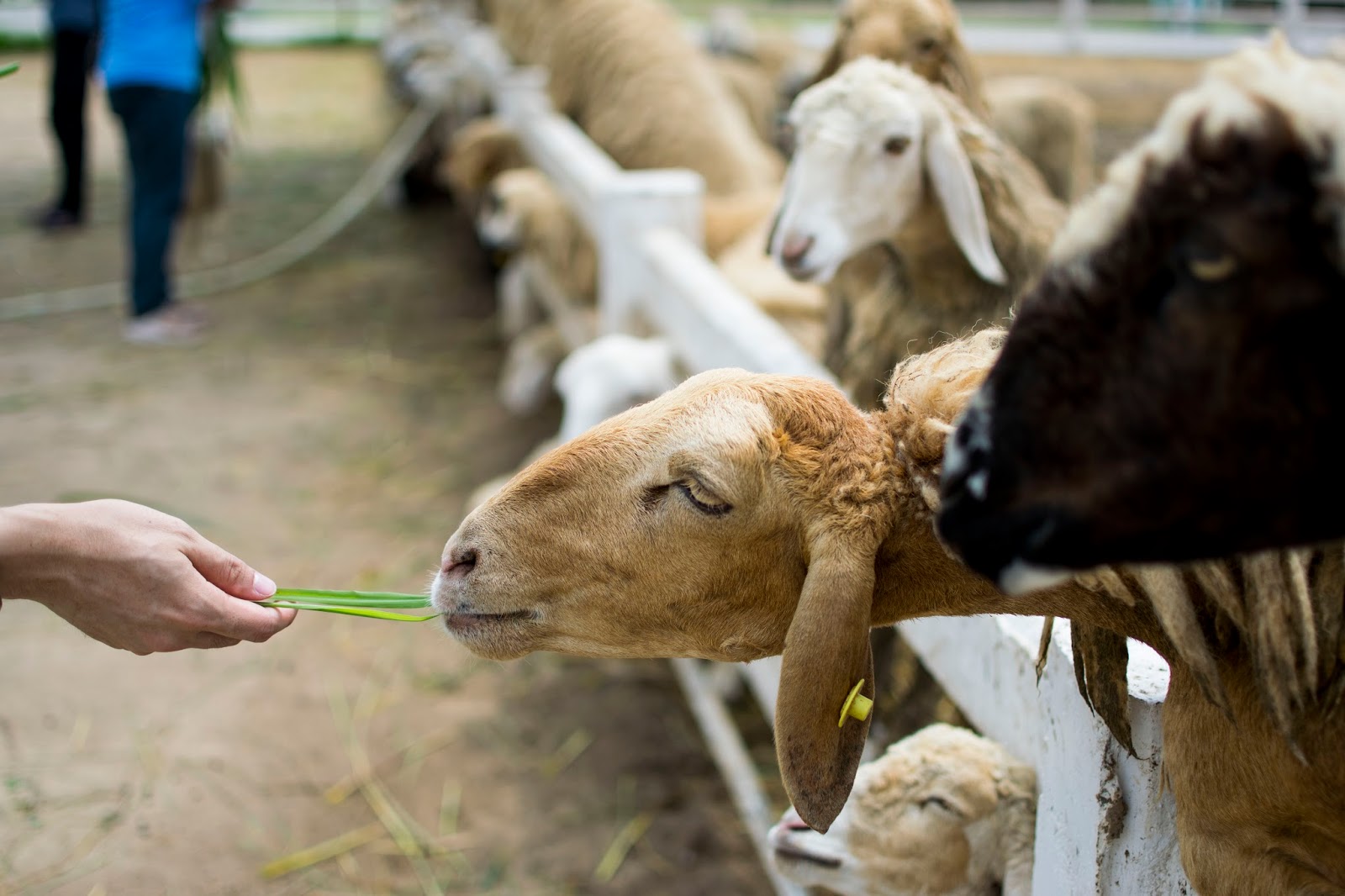 Swiss Sheep Farm