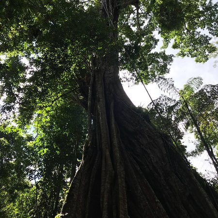 Piyamit Millennium Tree