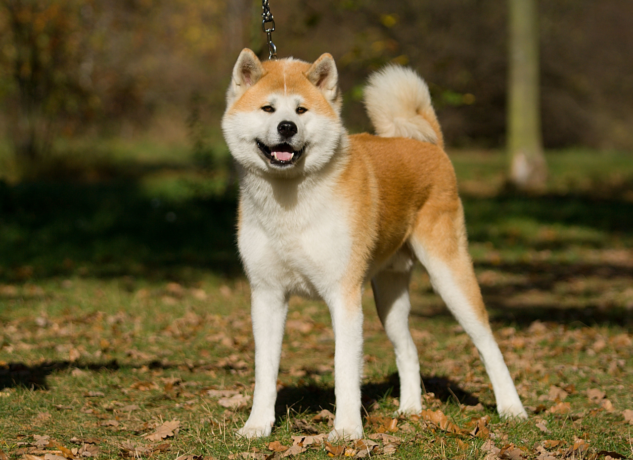Akita Chuokotsu