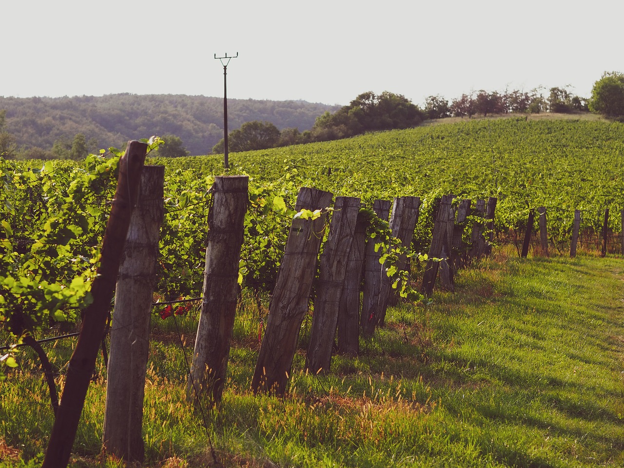 Grape Mill Vineyard and Winery