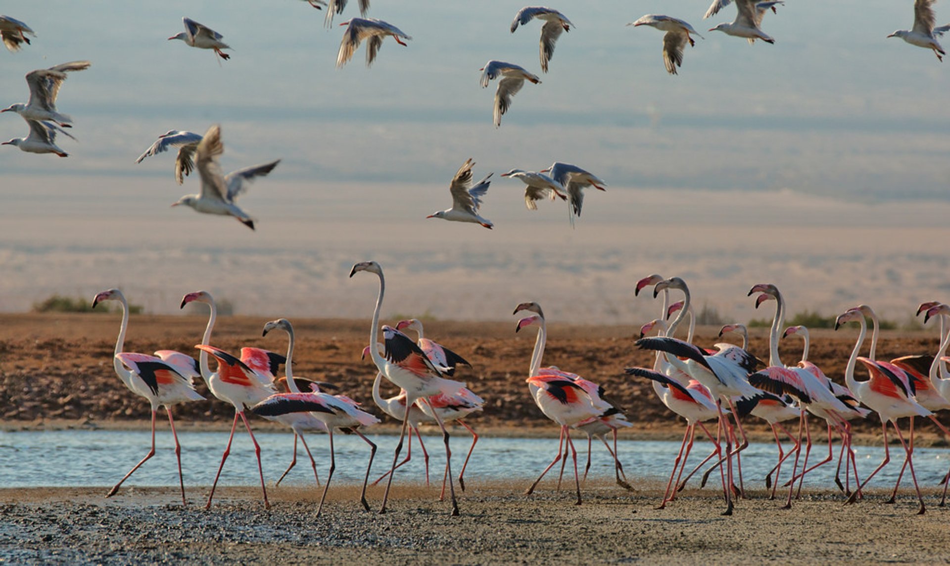 The International Birding & Research Centre