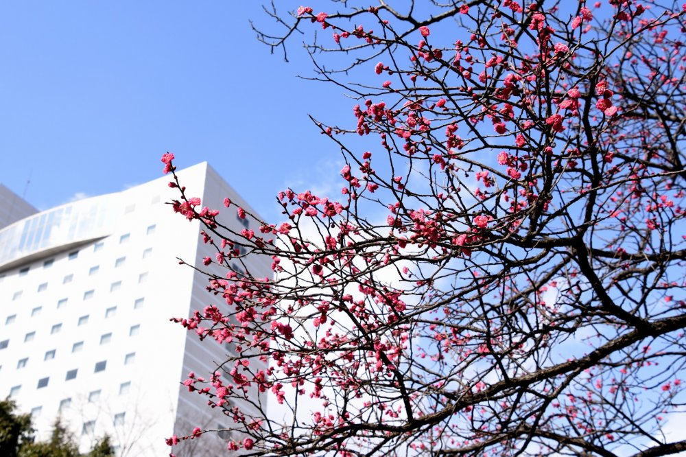 Fukui Central Park