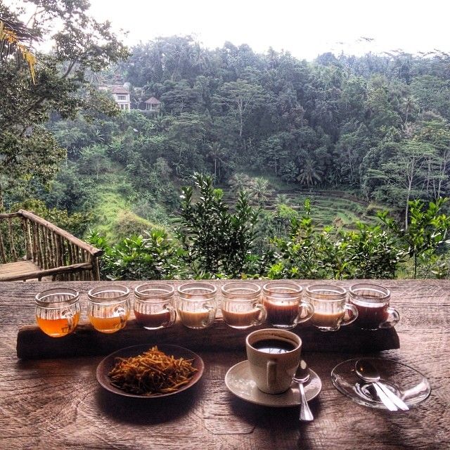 Bali Pulina Coffee Plantation