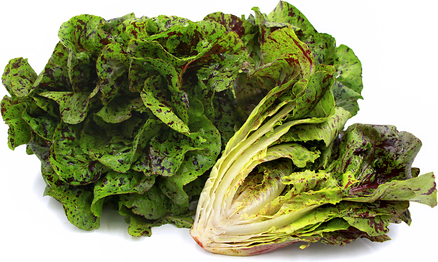 Citerne Romaine