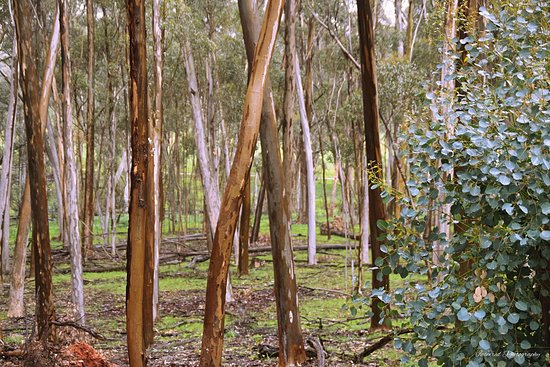 Pines Conservation Reserve