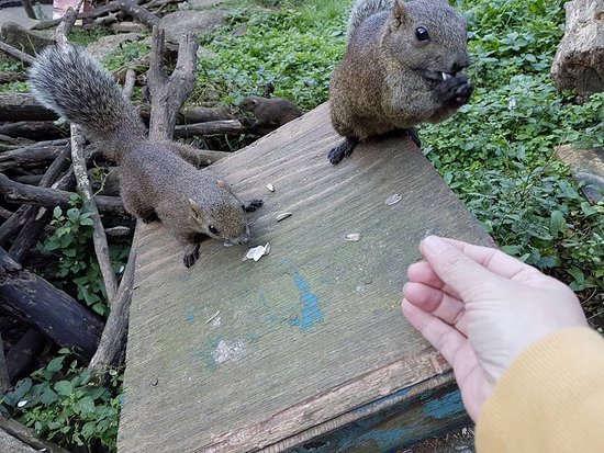 Machida Squirrel Garden