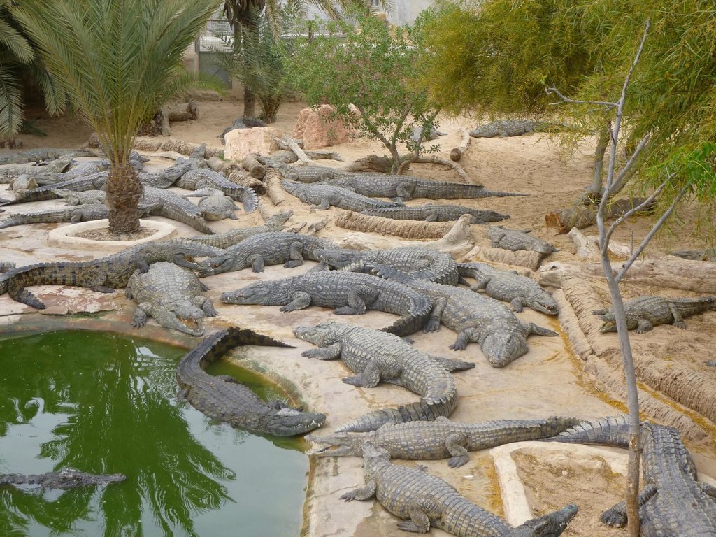 The Crocodile Farm