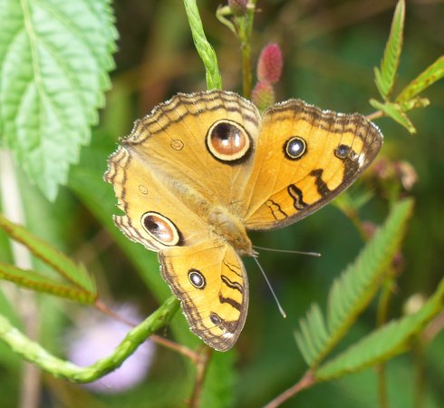 Sammilan Shettys Butterfly Park