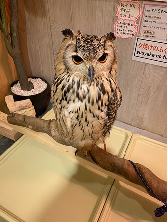 Owl Osaka