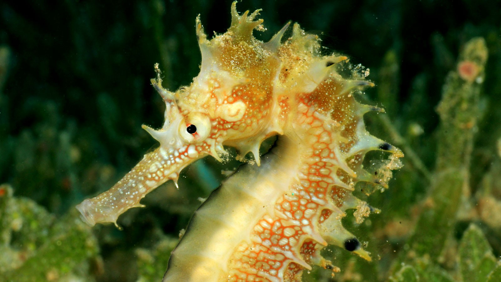 The Seahorse