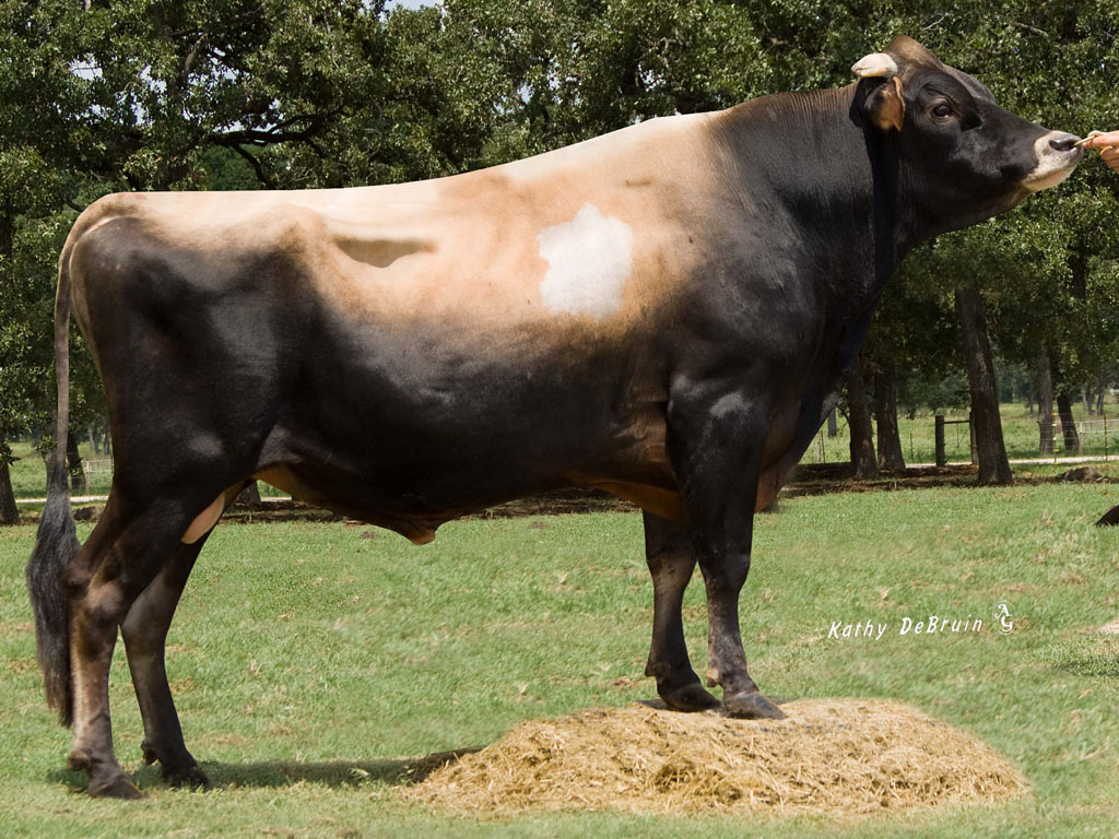 Jersey Cow