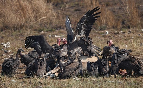 Sam Veasna Conservation Tours