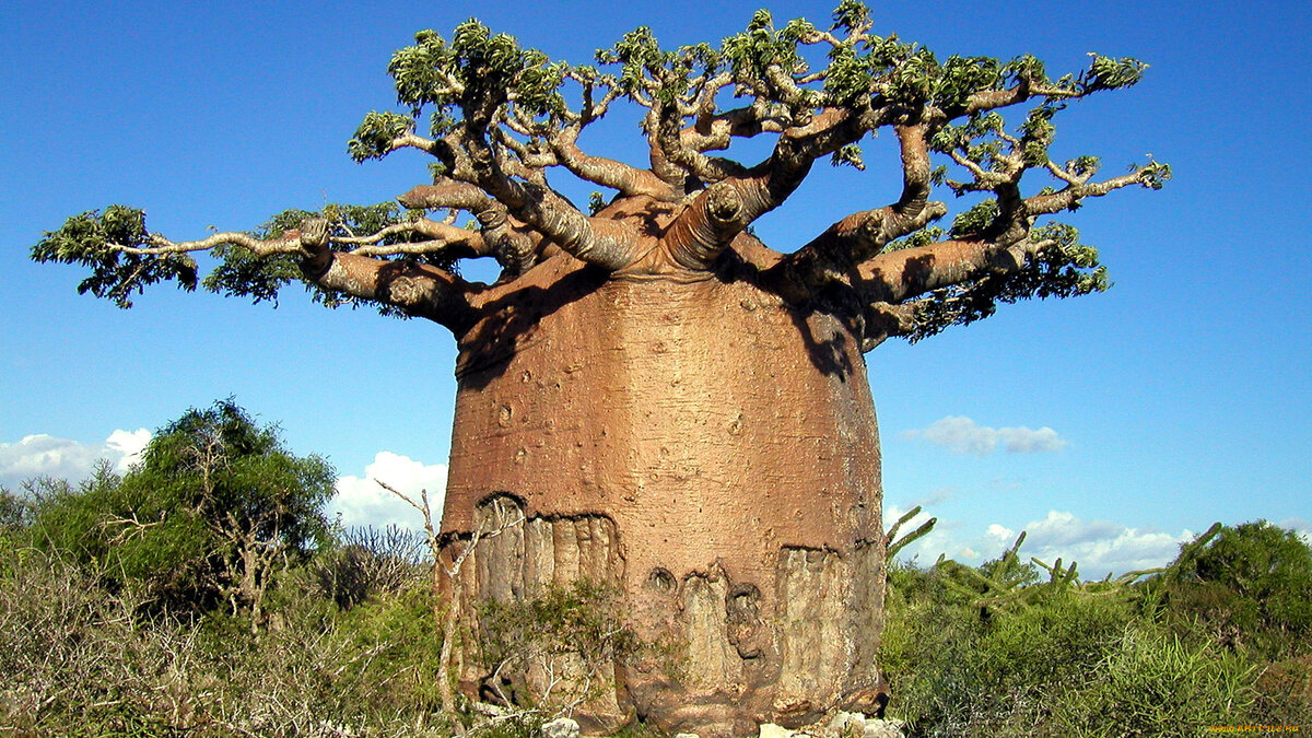 The Baobab Tree