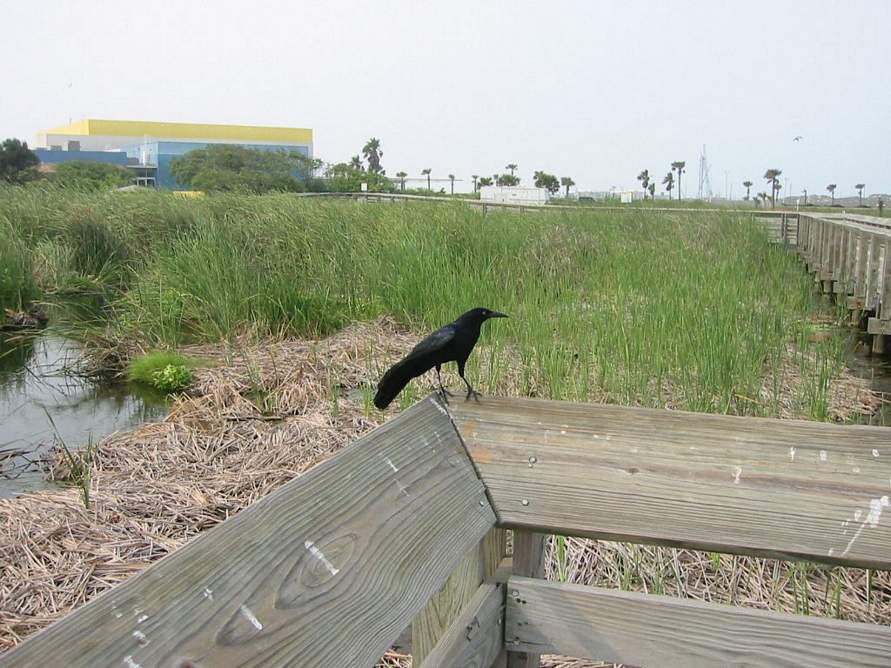 Laguna Madre Nature Trail