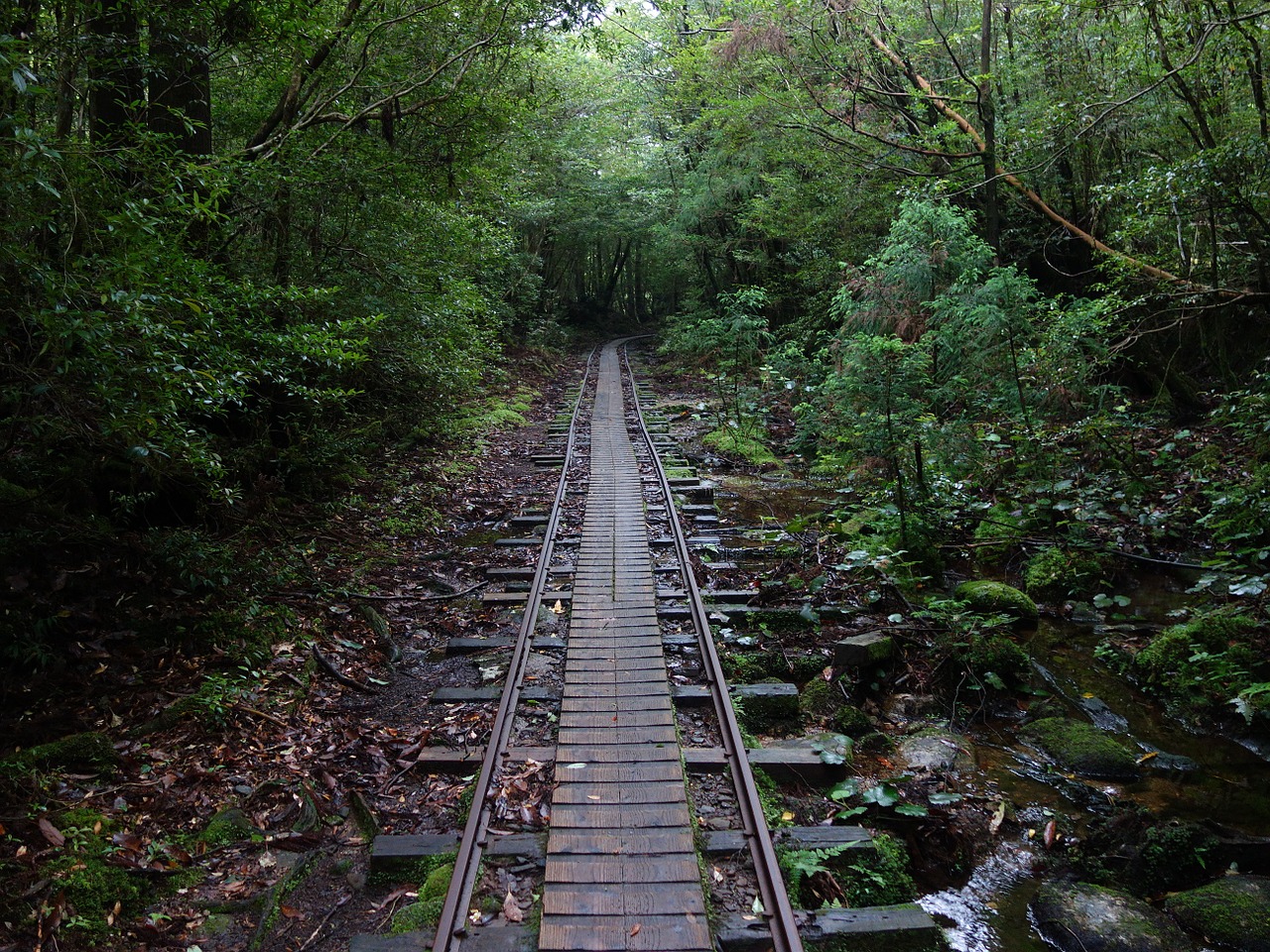 Yakushima Forest Railway