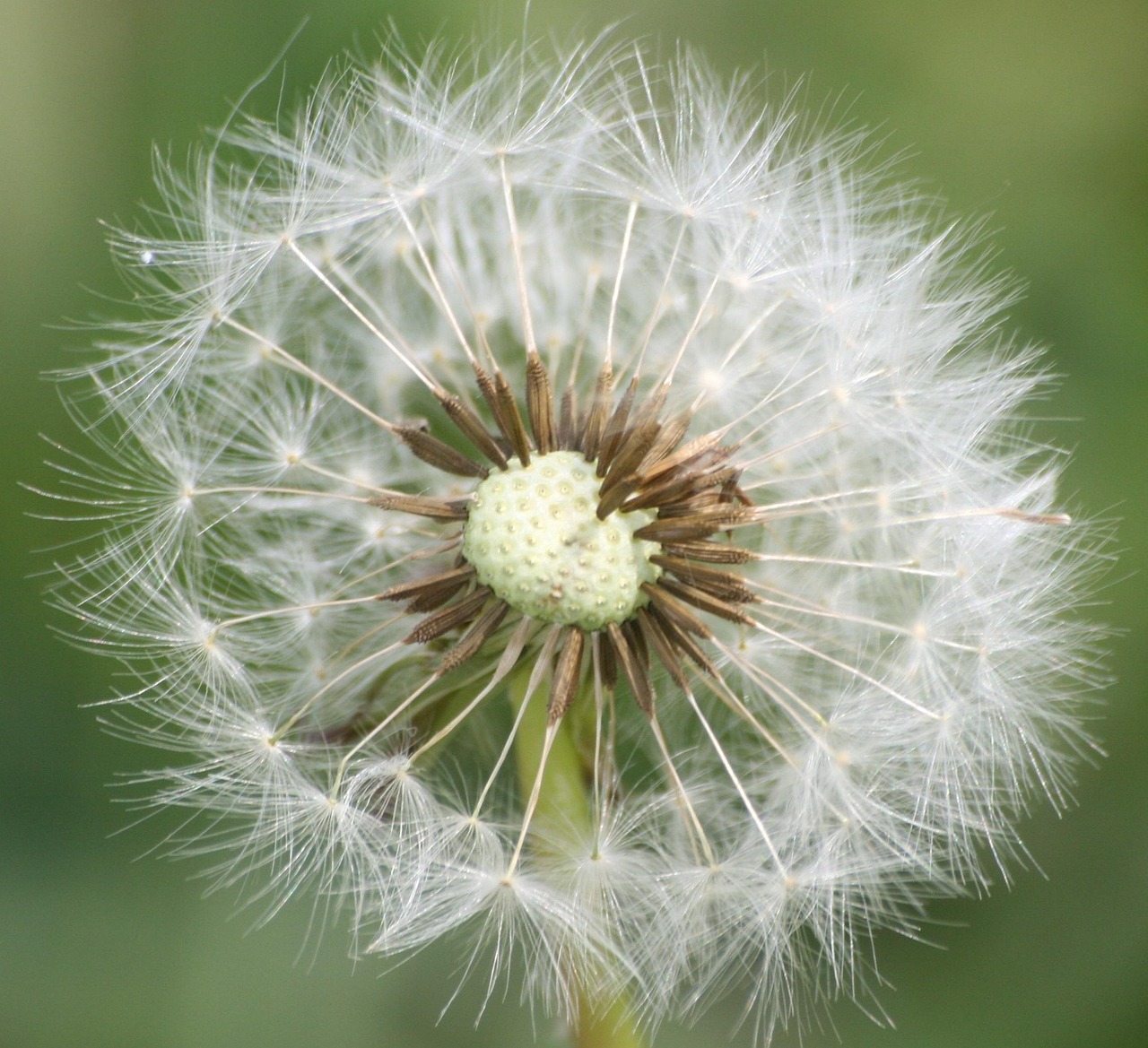 Dandelion Gallery