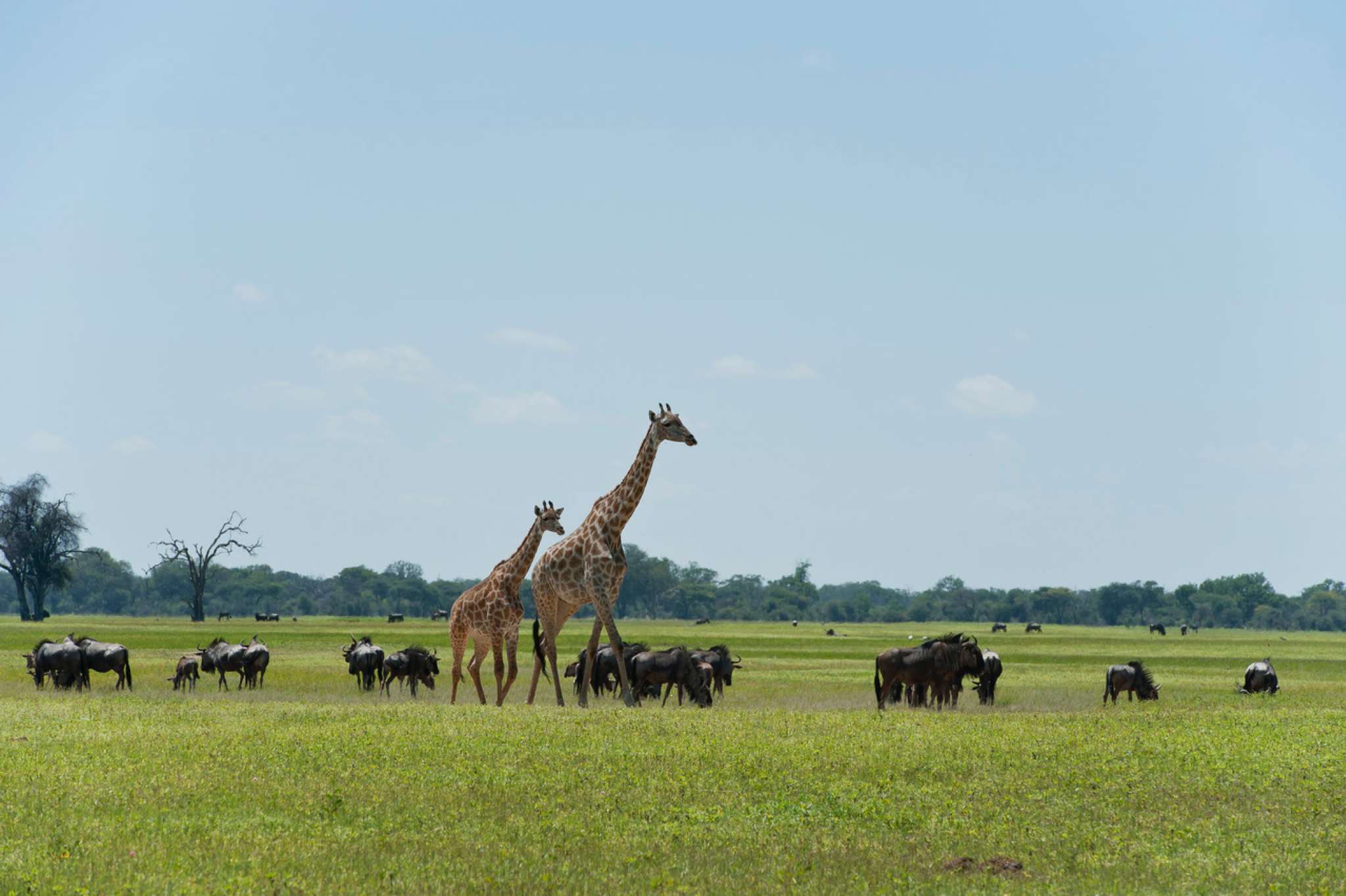 The Hwange Safari Company