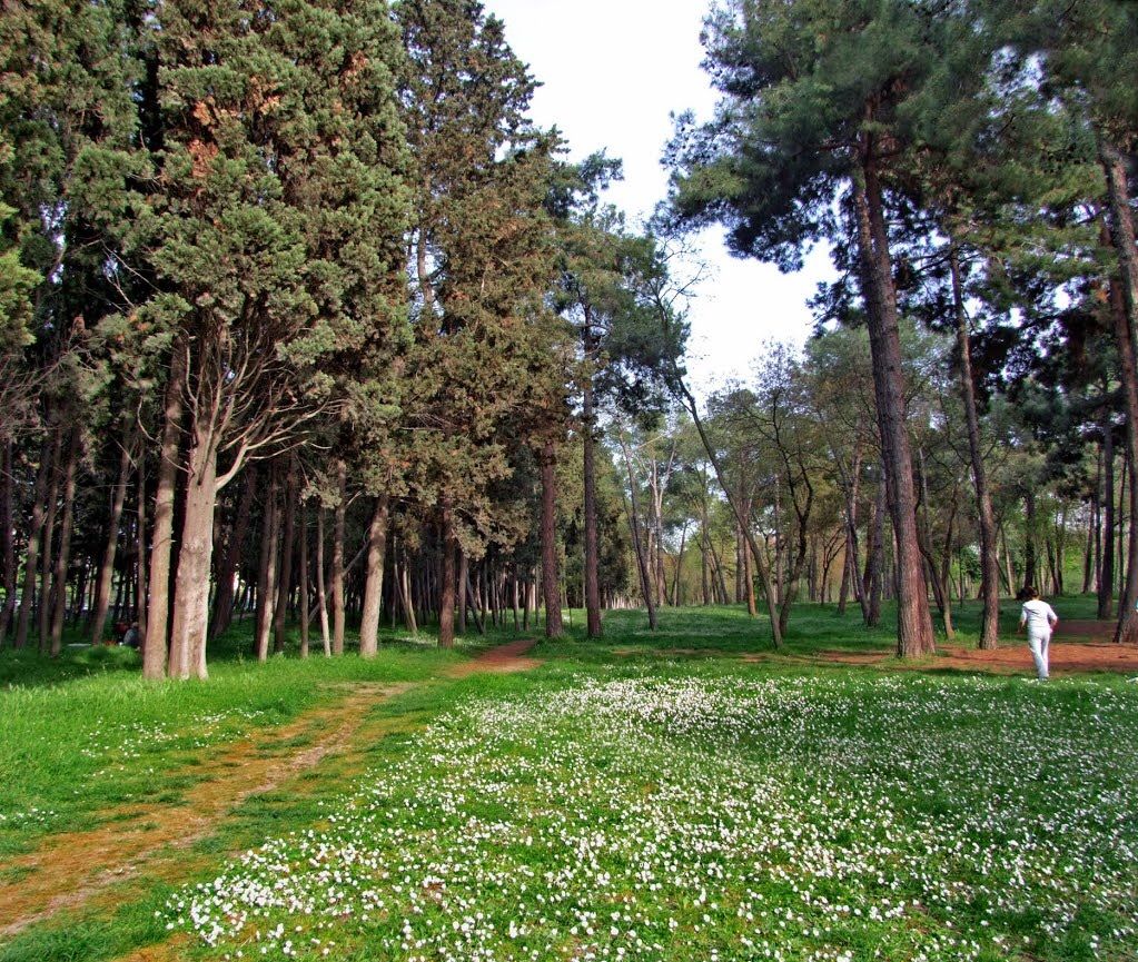 Florya Ataturk Ormani