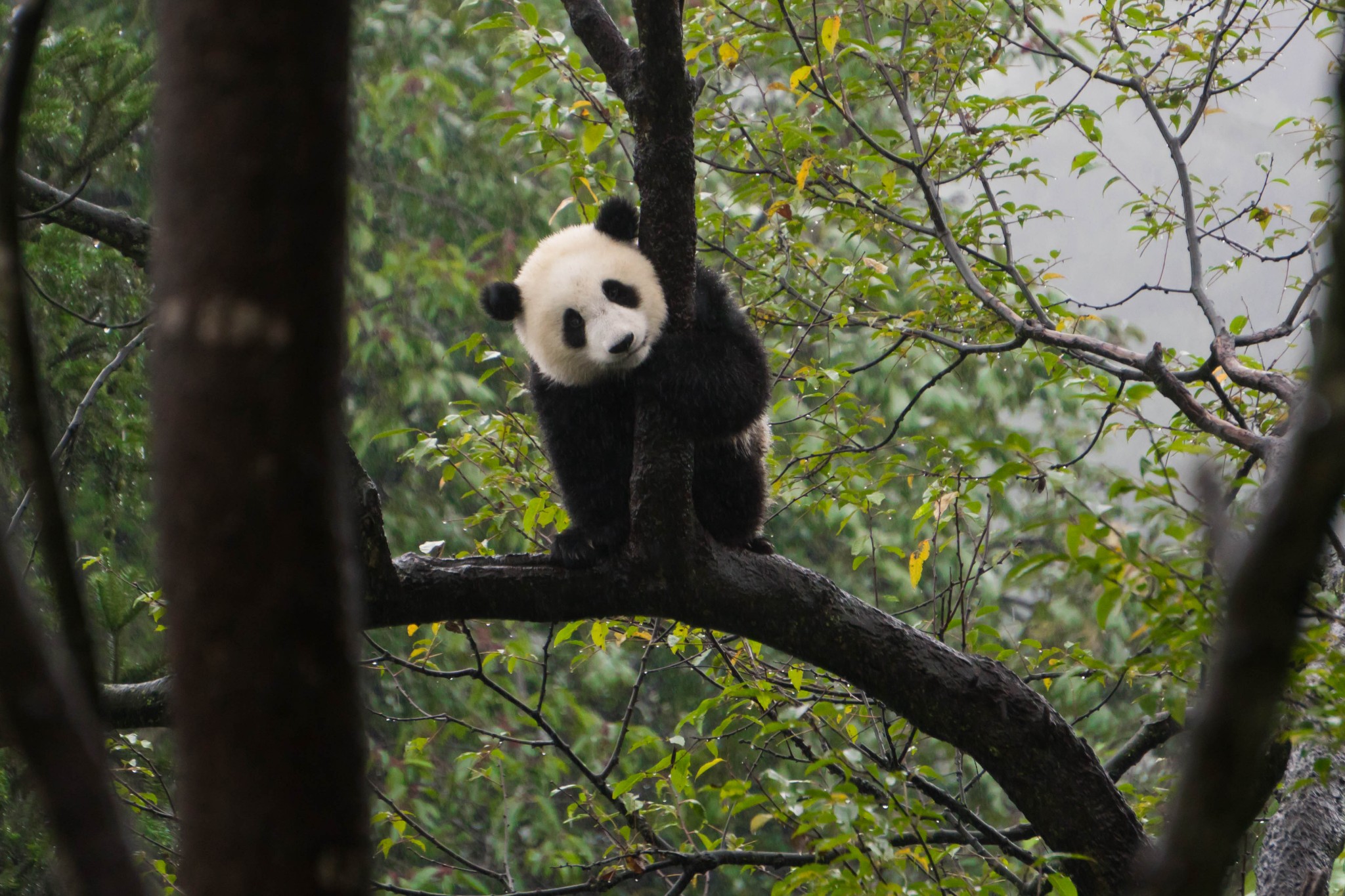 Bifengxia Panda Reserve