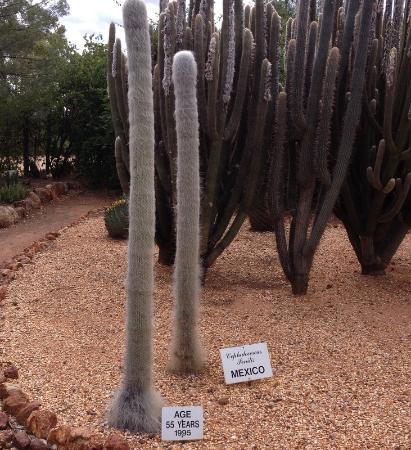 Bevans Black Opal & Cactus Nursery