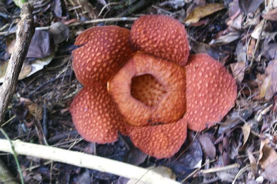 Rafflesia Wellness Centre