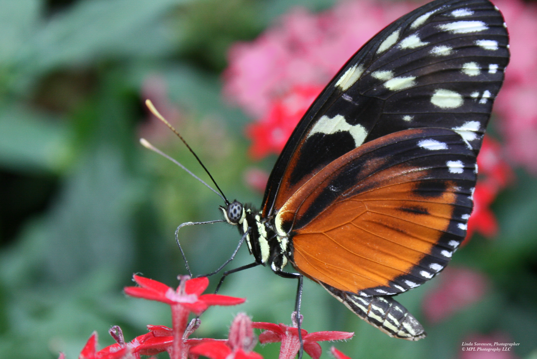 Wings of Mackinac Butterfly Conservatory