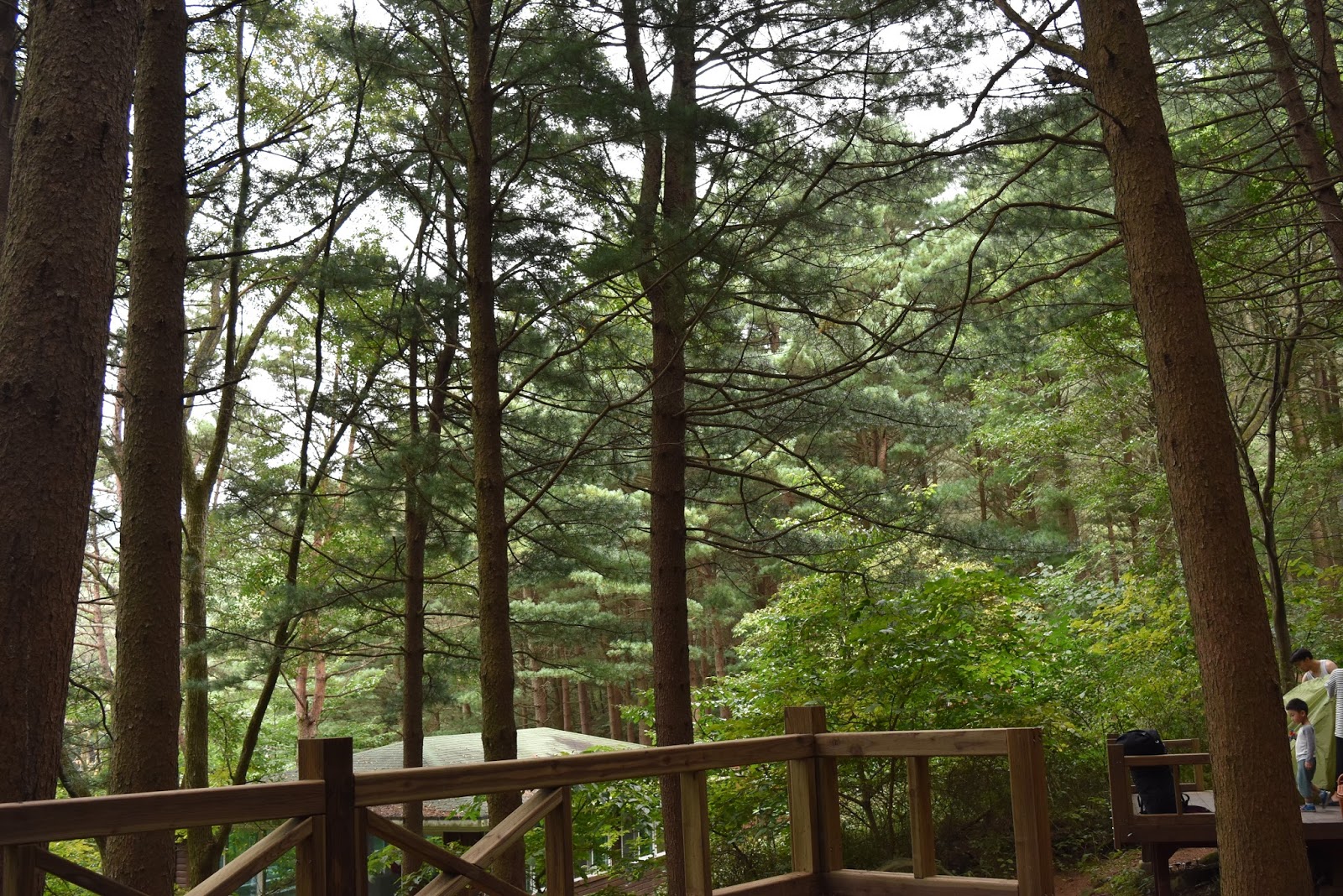 Yonghyun Nature Recreation Forest