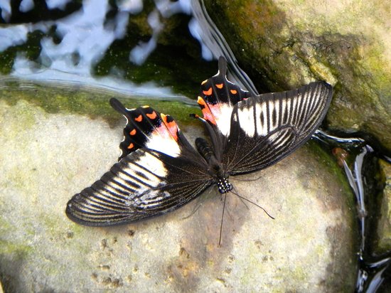 Jardin Des Papillons
