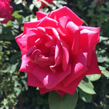 Ishida Rose Garden