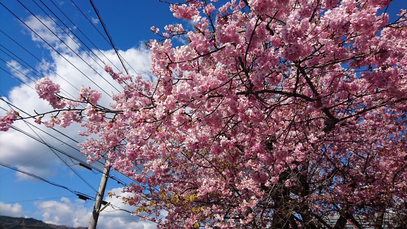 Aogeborigawasoi Kawazu Sakura
