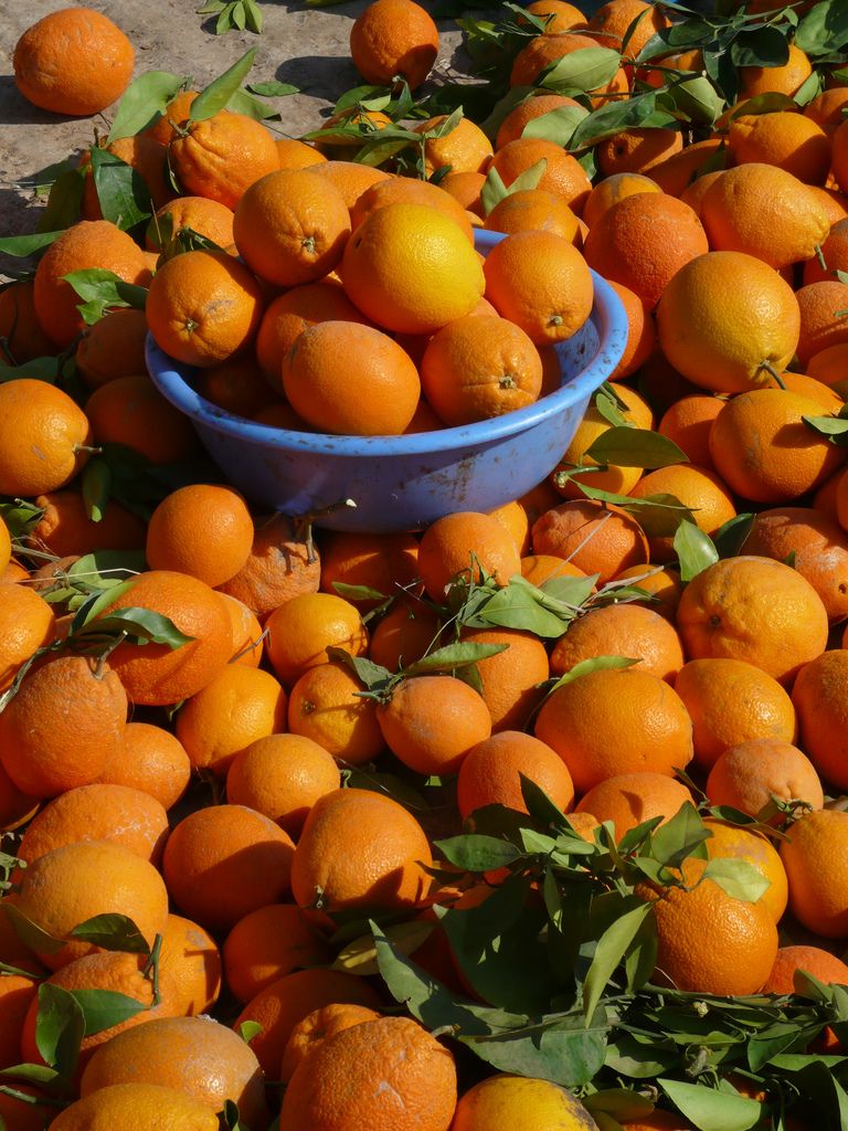 Shiroyama Orange Farm