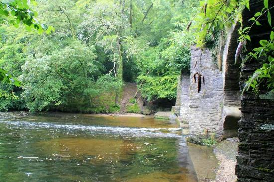Plym Bridge Woods