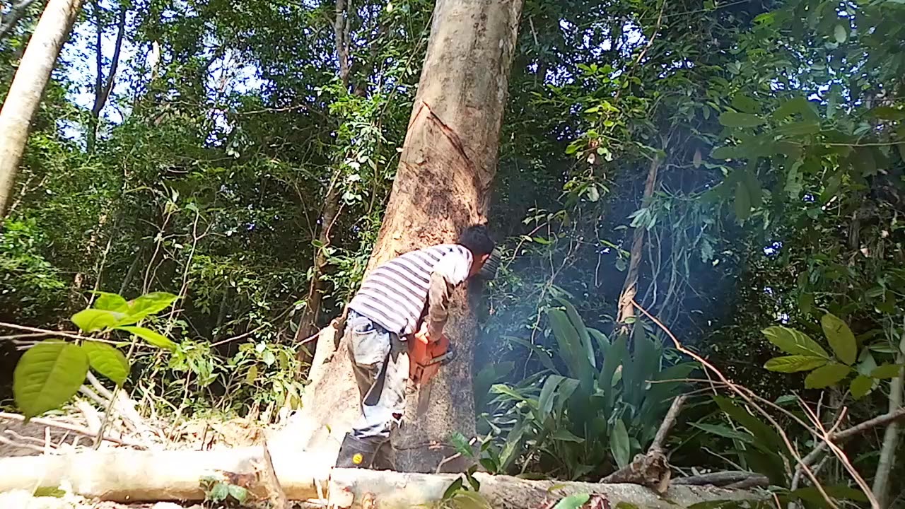 Pokok Getah Pertama
