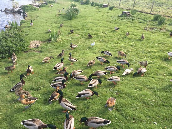 Blakeney Conservation Duck Pond
