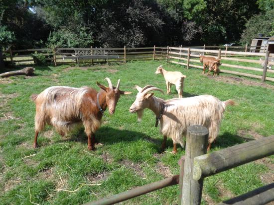 Baylham House Rare Breeds Farm