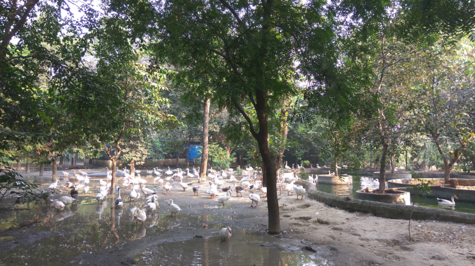 City Forest