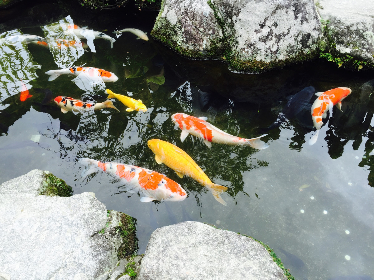 Nagaoka Fishing Pond