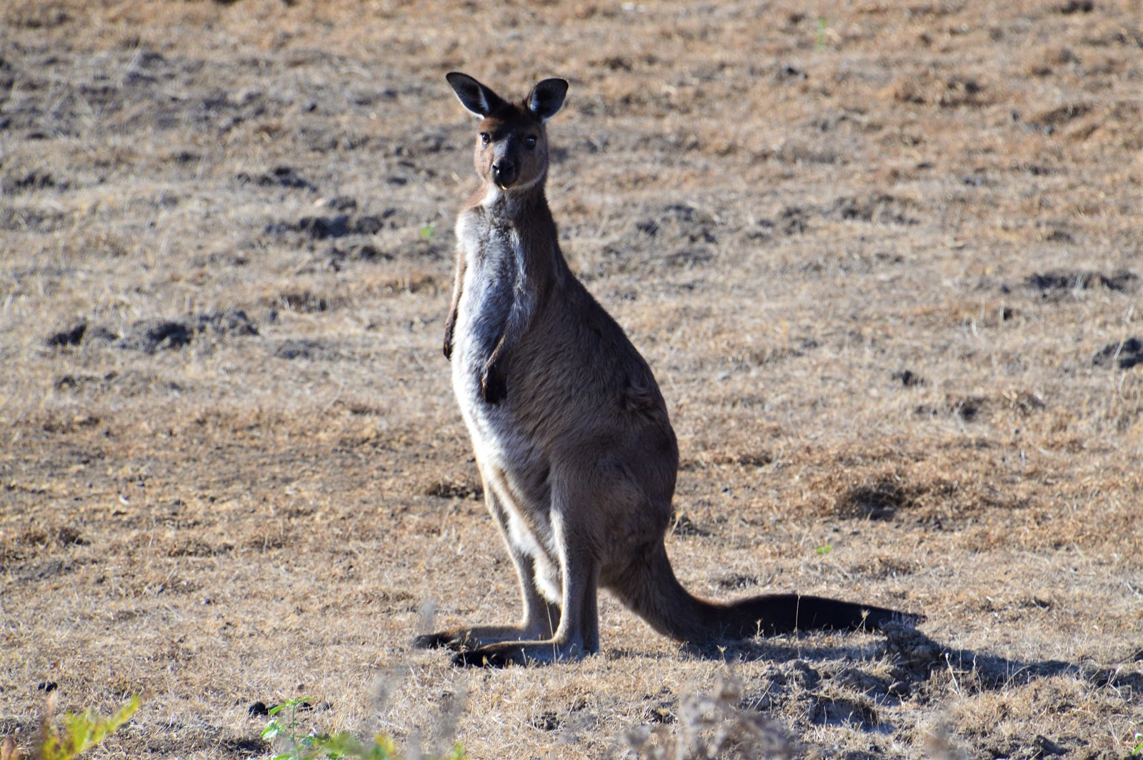 Kangaroo Island Wilderness Trail