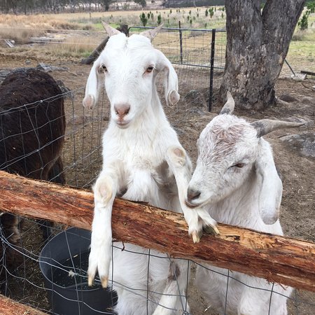 Granite Belt Christmas Farm