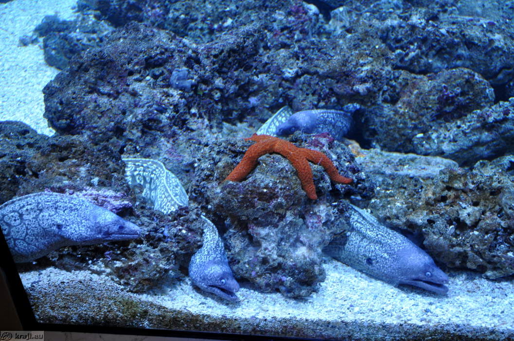 Piran Aquarium