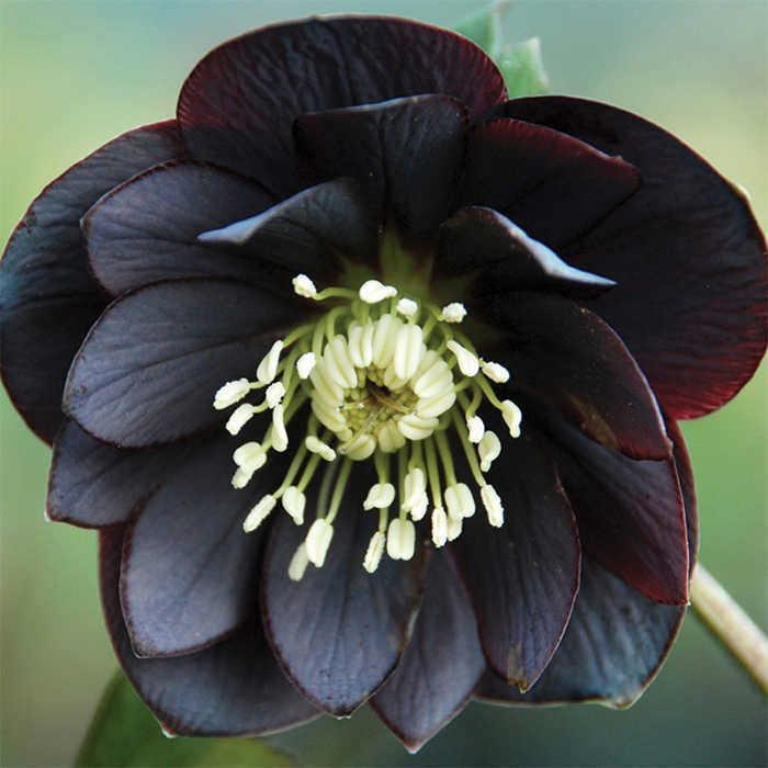 Flower-dori