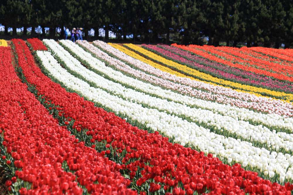 Table Cape Tulip Farm