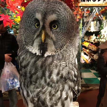 Kyoto no Fukuro no Mori