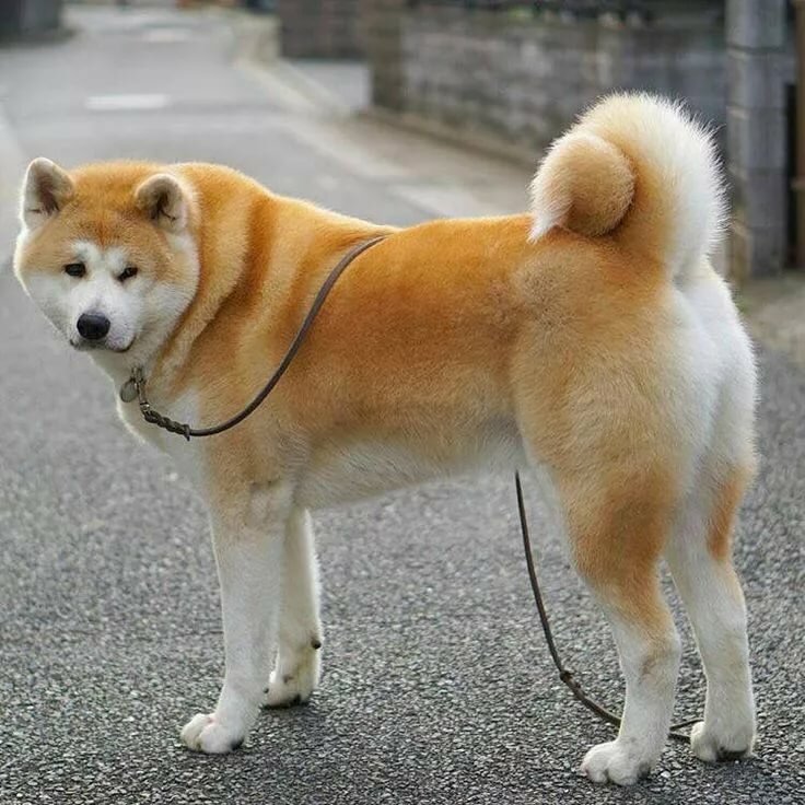 Akita Dog Station