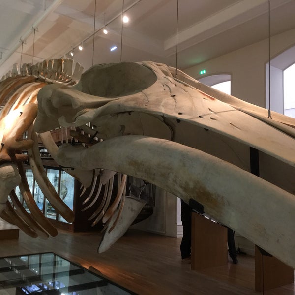 Musee d'histoire naturelle de Nantes