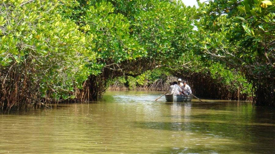 Pitchavaram Backwater